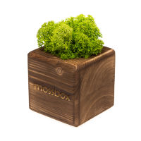 Набор с живым мхом MossBox Fire Green Cube